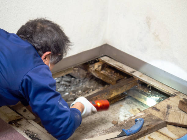 Best Mold Removal Near Me  in Merriam Woods, MO