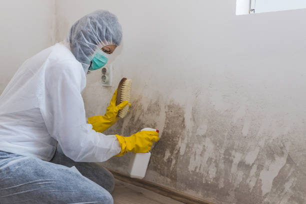 Office Mold Removal Services in Merriam Woods, MO